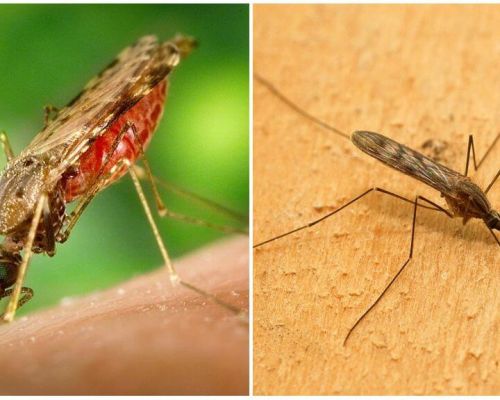 Τι μοιάζουν τα κουνούπια της ελονοσίας και πόσο επικίνδυνα είναι για τους ανθρώπους