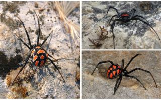 Περιγραφή και φωτογραφίες των καζακστάνων αράχνων