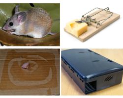 Πώς να αφαιρέσετε ποντίκια από μια ιδιωτική κατοικία