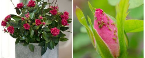 Αφίδες σε τριαντάφυλλα - πώς να χειριστείτε και πώς να ξεφορτωθείτε
