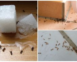 Πώς να απαλλαγείτε από τα μυρμήγκια σε ένα ιδιωτικό σπίτι διορθωτικά μέτρα σπίτι
