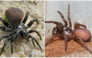 Περιγραφή και φωτογραφίες αυστραλιανών αράχνων