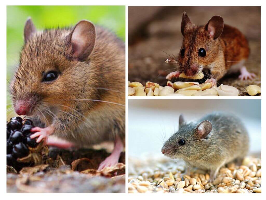 τι τρώνε τα ποντίκια